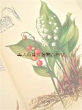 楽しい古本 洋書★　ナチュラル　図鑑　有毒植物　ボタニカルアート　