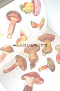 楽しい古本☆　大きなきのこの本　中欧のきのこ図鑑　６０年代