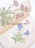 楽しい古本☆　ボタニカル　アート　木版画　アルプス　高山植物　