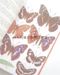 楽しい古本☆　蝶々　図鑑　1500点以上　カラーイラスト　