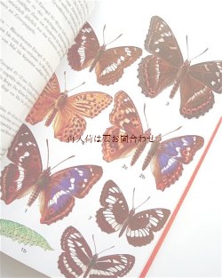 画像1: 楽しい古本☆　蝶々　図鑑　1500点以上　カラーイラスト　