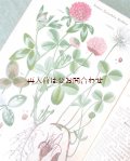 アンティーク洋書★　農業学校　作物学　虫や植物　野菜　ボタニカル　農作　教本　1917年