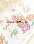 アンティーク☆　　イラストの素敵な植物図鑑　庭に咲く植物　ボタニカル　イラスト　多数