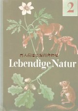 楽しい古本★　子鹿とリス柄　レトロな自然の本　ナチュラルイラスト　写真　