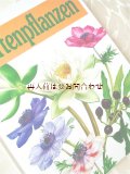 楽しい古本★ お庭の植物　 木　低木等　イラスト　写真　図鑑　　植物画　 ボタニカル