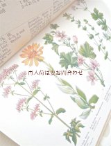 アンティーク洋書☆　ヒーリング植物　イラスト多数　カラー　モノクロ　1914年