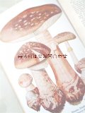 アンティーク洋書★　レトロ　キノコ図鑑　イラスト　多数　きのこの友達♪