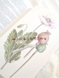 楽しい古本　洋古書★　ハーブ　スパイスの本　キッチンのハーブ　キノコ　イラスト付