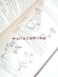 アンティーク洋書★希少　Dr. H.Potonié　北部•中部ドイツの植物　　イラスト　植物•古植物学　1887年