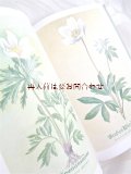 アンティーク植物図鑑★　 ボタニカル　　植物画　　保護植物　図鑑　ナチュラル　イラスト