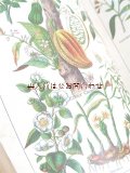 アンティーク洋書★ 健康に関する本　 薬草　リトグラフ  疾患　手当　医学　