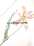 アンティーク洋書★　ボタニカル　アート　　 チューリップの本　