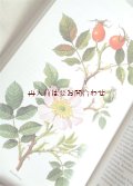 楽しい古本洋書★　イラスト　自然　薬草　図鑑　ホメオパシー　ハーブ　