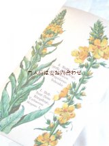アンティーク洋書☆ヒーリング植物ガイド　ボタニカルアート　イラスト多数　30年代　