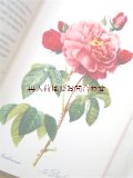 楽しい古本☆ルドゥーテのバラの絵×薔薇に関する詩や小説　素敵なアンソロジー♫　バラの切手付