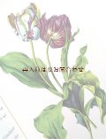 楽しい古本☆  チューリップのワンダーランド　素敵なアンソロジー♫　植物画　チューリップの歴史やお話