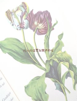 画像1: 楽しい古本☆  チューリップのワンダーランド　素敵なアンソロジー♫　植物画　チューリップの歴史やお話