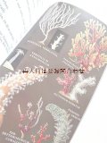 ＜こちらはリクエストいただいたお取り置き品です＞　楽しい古本☆水の中の世界　地中海沿岸の生き物　図鑑　イラスト500点　60年代　　