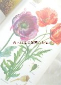 楽しい古本　洋古書★　植物画　イラスト多数の図鑑　植物　コケ　シダ　キノコ　　