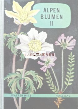 画像1: 楽しい古本洋書☆　アルプスの植物II　植物画　　スイス　高山植物図鑑　ボタニカル　アート