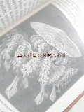 アンティーク洋書★クラゲ　イソギンチャク他　海の素晴らしい生き物　生物