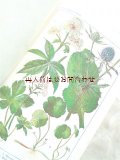 アンティーク洋書★美•挿絵　植物学　カラーイラスト図版多数　  ボタニカル 　初版　