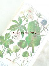 アンティーク洋書★美•挿絵　植物学　カラーイラスト図版多数　  ボタニカル 　初版　