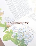 楽しい古本★　観葉植物　蔓植物　植物画　イラスト　ボタニカル　アート