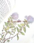 　楽しい古本★　 ボタニカル　アート　植物　ガーデニング　花図鑑　　ロックガーデン　石の庭　
