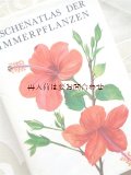 楽しい古本★ DAUSIEN   観葉植物　図鑑　イラスト多数　葉　蘭　他