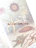 アンティーク洋書　☆ 動物学　人体　生物　イラストページ多数　人類学