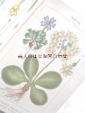 アンティーク★　ヤーコブ・シュトルム　ボタニカル　イラスト　豆科　サクラソウ属の植物他　図鑑　解説　