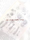 アンティーク洋書★　真菌類の本　小さな教科書 　レアなイラスト付　