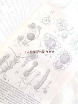 画像1: アンティーク洋書★　真菌類の本　小さな教科書 　レアなイラスト付　