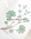 楽しい古本★　ハーブ　薬草図鑑　レトロ　イラスト多数　ボタニカル　70年代頃