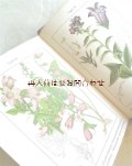 アンティーク★　ヤーコブ・シュトルム　ボタニカル　イラスト　セリ科やキキョウ科の　植物他　ハーブ　図鑑
