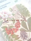 楽しい古本★　ヨーロッパの木の図鑑　400種以上　葉　花　種子etc　自然ガイド　