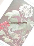 アンティーク洋書★植物図鑑　 Ludwig Klein ボタニカル　森の木と低木の本　イラスト多数　20年代