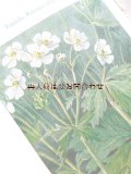アンティーク洋書★植物図鑑　 Ludwig Klein ボタニカル　水辺の植物　イラスト　図版多数　