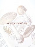楽しい古本☆　レトロなキノコの本　カラー図版　　図鑑　イラスト多数