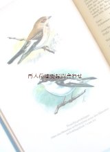 楽しい古本 洋書★　 ５０年代　 ナチュラル　 野鳥　 小鳥　 鳴鳥の本　　　カラーイラスト  ８２図版　　ドイツ