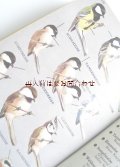 楽しい古本洋書☆ヨーロッパの野鳥図鑑　　５０年代　鳥や卵のイラスト多数　
