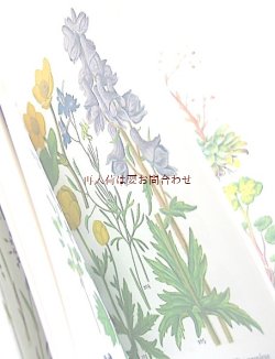 画像1: 再入荷　ボタニカル　洋古書★　カラフル　フローラ　お花の図鑑　ハーブ　野の草花　　イラスト多数　　色とりどり　