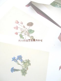 画像1: ボタニカル　アート　印刷物　モリッツ・マイケル・ダフィンガー　植物画　リプリント　図録　