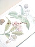 新着　　再入荷☆豪華なカラーイラスト２４図版付　植物学の本　　ボタニカル　
