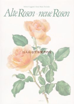 画像1: ボタニカル古書　美品☆　大きなバラの本　　植物画　バラ画　コレクション　 スイス　　８０年代