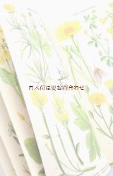 ボタニカル　古本☆５m伸びるページの美しい図鑑　　春の植物　ボタニカルアート　４０図版　解説付　