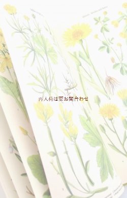 画像1: ボタニカル　古本☆５m伸びるページの美しい図鑑　　春の植物　ボタニカルアート　４０図版　解説付　