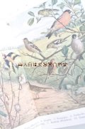 アンティーク洋書☆美イラスト　20年代野鳥ガイド　　自然ガイド　鳥図鑑　イラスト　挿絵有