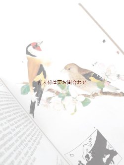 画像1: 　楽しい古本★　　アートな小鳥の本　　のほほんイラスト　図鑑　　 鳴き鳥　野鳥の本　イラスト　多数